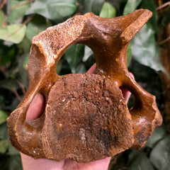Woolly Rhino Vertebrae A