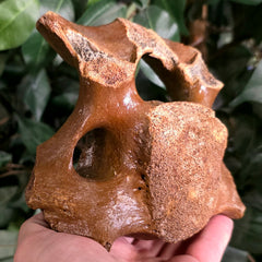 Woolly Rhino Vertebrae A