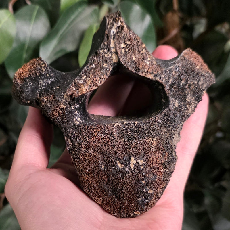 Woolly Rhino Vertebrae B