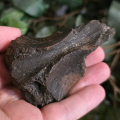 Alligator Skull, Fossil C