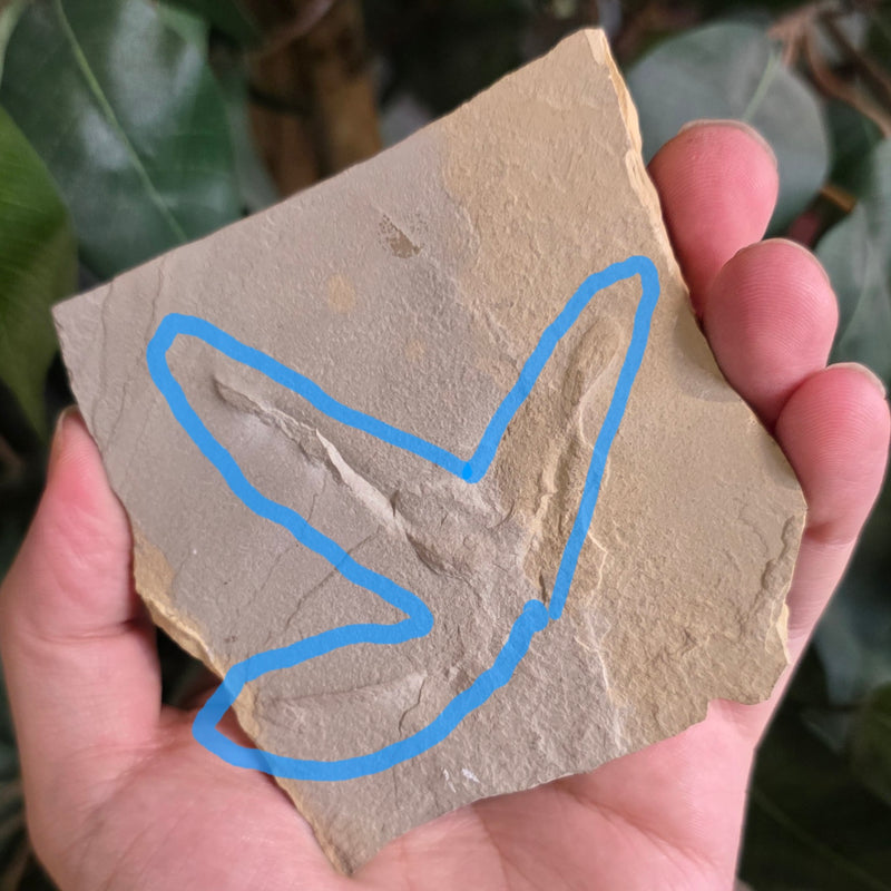 Fossil Bird Footprint A