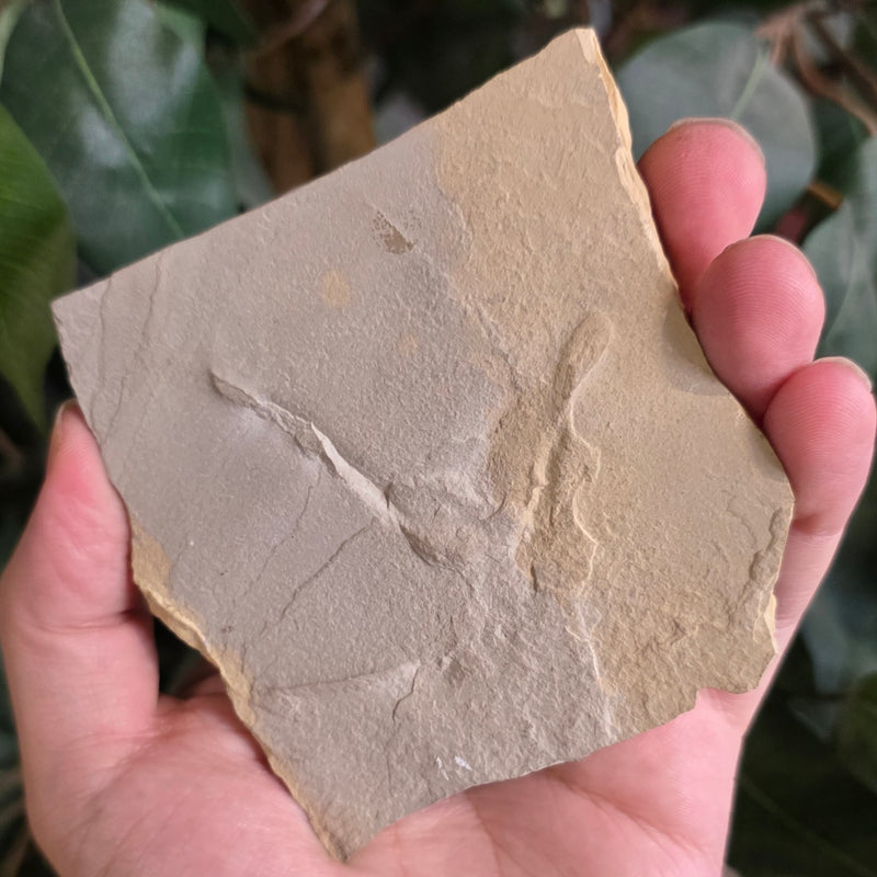 Fossil Bird Footprint A
