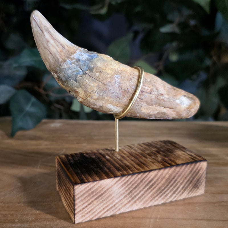 Cavebear Canine Tooth (On Stand) A