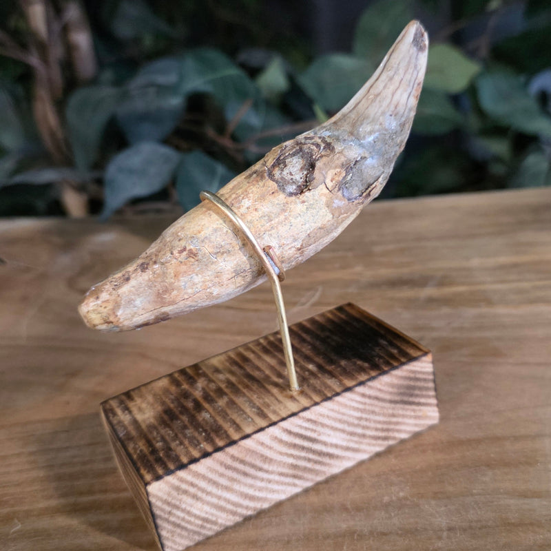 Cavebear Canine Tooth (On Stand) A