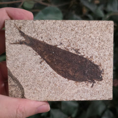 Fossil Knightia Fish, L
