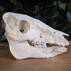 Domestic Suckling Pig Skulls