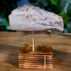 Hadrosaur Dinosaur Skull Fragment B