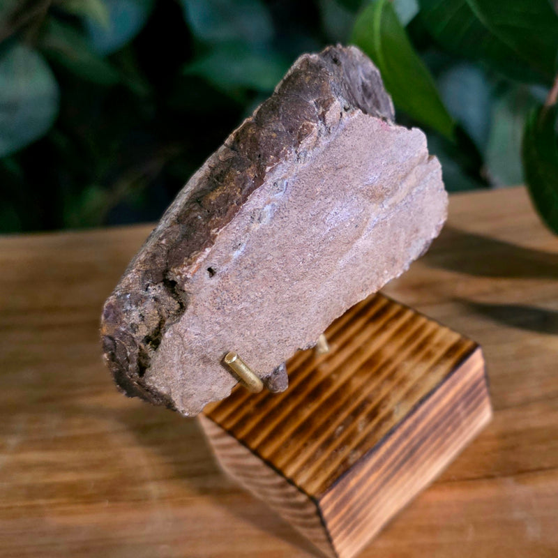 Hadrosaur Dinosaur Skull Fragment B