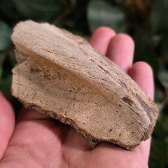 Hadrosaur Dinosaur Skull Fragment B