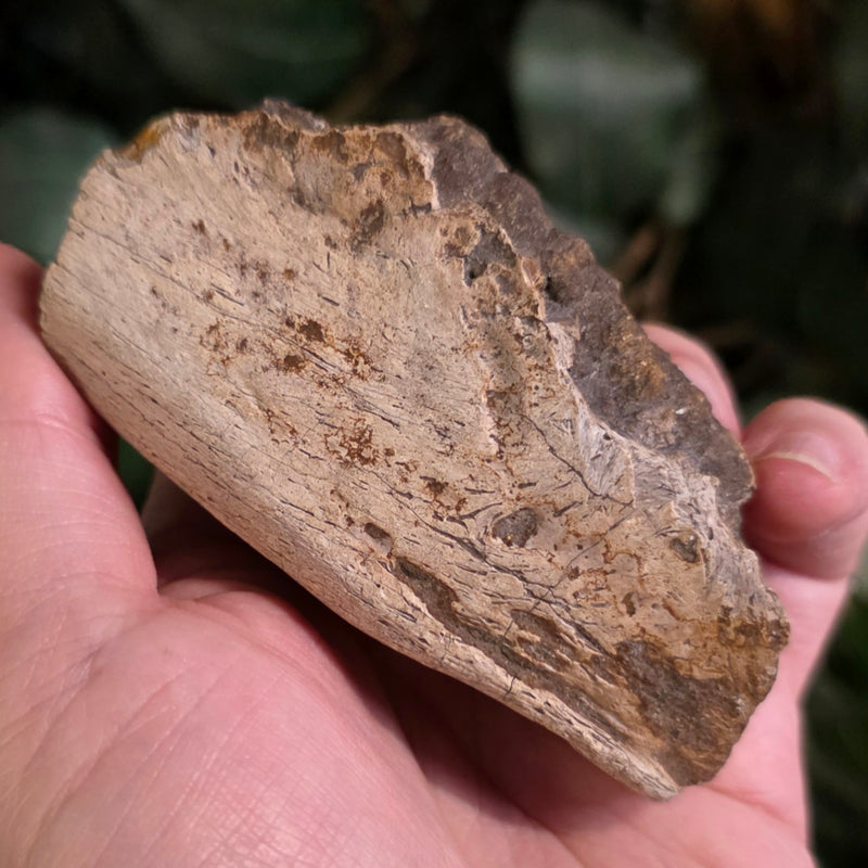Hadrosaur Dinosaur Skull Fragment B