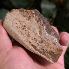 Hadrosaur Dinosaur Skull Fragment B