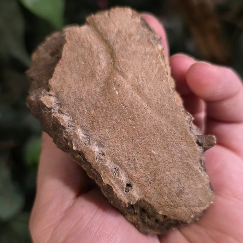 Hadrosaur Dinosaur Skull Fragment B