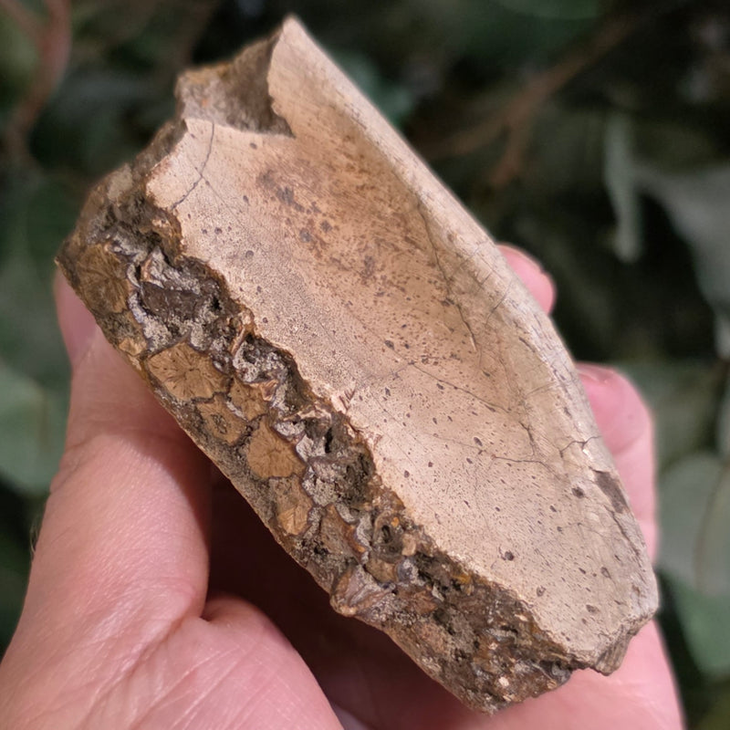 Hadrosaur Dinosaur Skull Fragment B