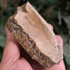 Hadrosaur Dinosaur Skull Fragment B