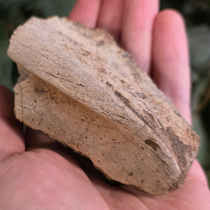 Hadrosaur Dinosaur Skull Fragment B