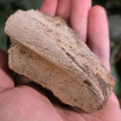 Hadrosaur Dinosaur Skull Fragment B