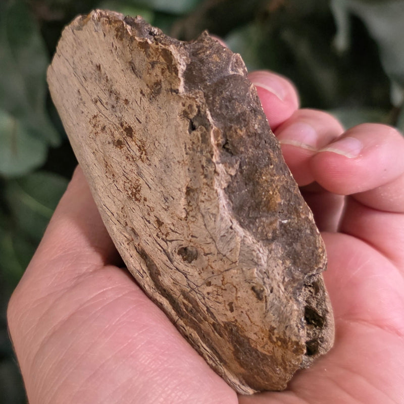 Hadrosaur Dinosaur Skull Fragment B
