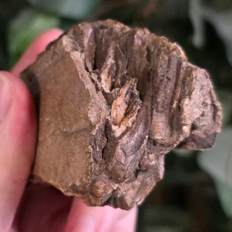 Hadrosaur Dinosaur Skull Fragment B