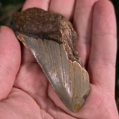 Megalodon Tooth D (3