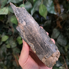 Woolly Mammoth Tusk Fragment H (7