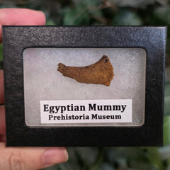 Ancient Egyptian Mummy Skull Segment P