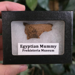 Ancient Egyptian Mummy Skull Segment O