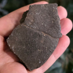 Turtle Shell Fossil, A