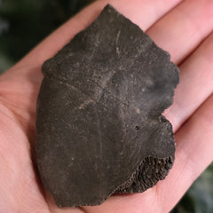 Turtle Shell Fossil, A