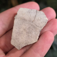Turtle Shell Fossil, E