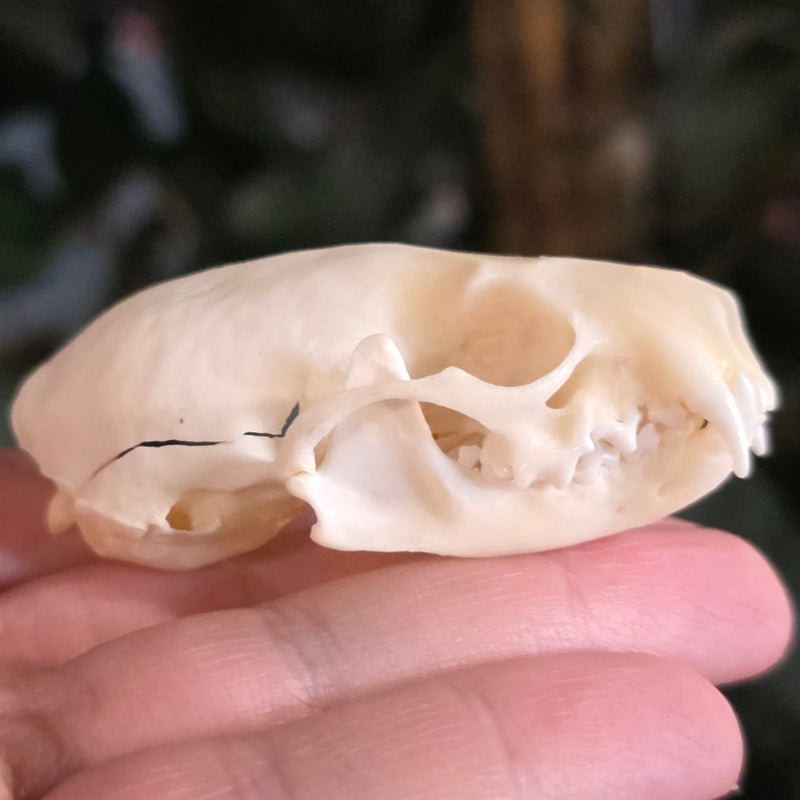 Mink Skull (B Grade), A