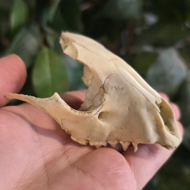 Raccoon Skull C (B Grade)