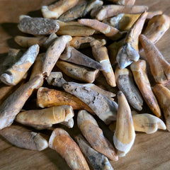 Cavebear Incisor Teeth