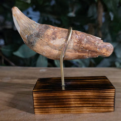 Cavebear Canine Tooth (On Stand) E