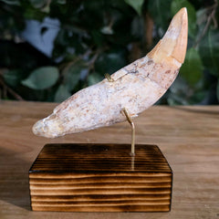 Cavebear Canine Tooth (On Stand) F