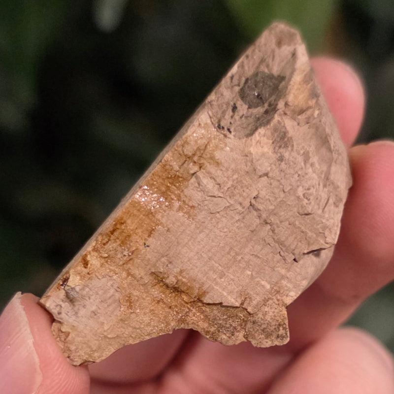 Woolly Mammoth Tusk Fragment M (2.25")