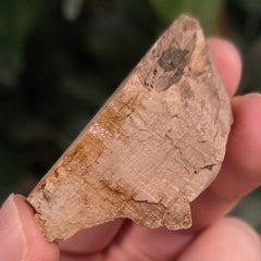 Woolly Mammoth Tusk Fragment M (2.25