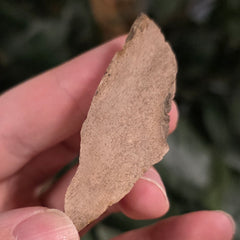 Woolly Mammoth Tusk Fragment M (2.25