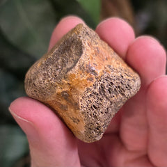 Hadrosaur Dinosaur Foot Bone E