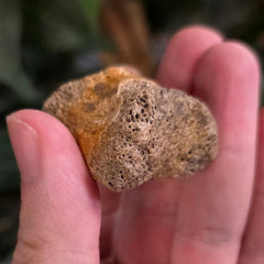 Hadrosaur Dinosaur Foot Bone E