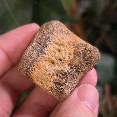 Hadrosaur Dinosaur Foot Bone E