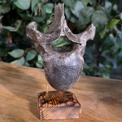 Woolly Rhino Vertebrae C