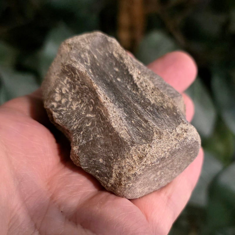 Fossil Whale Vertebrae K