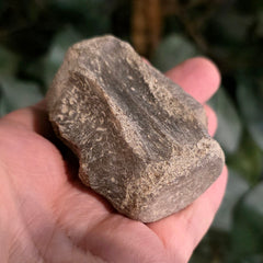 Fossil Whale Vertebrae K