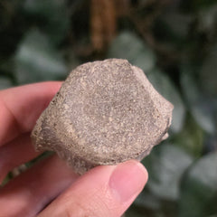 Fossil Whale Vertebrae K