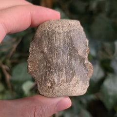 Fossil Whale Vertebrae K