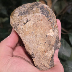 Dinosaur Bone Fragment i
