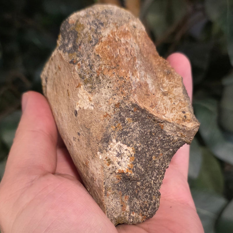 Dinosaur Bone Fragment i