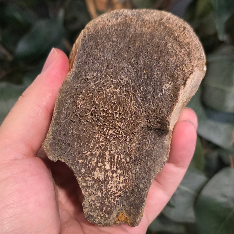 Dinosaur Bone Fragment i