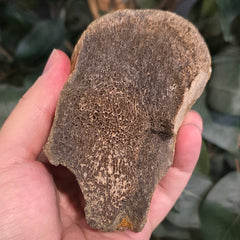 Dinosaur Bone Fragment i