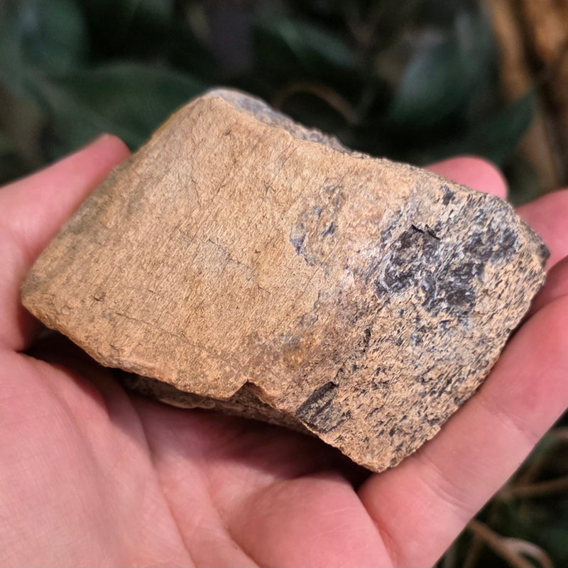 Dinosaur Bone Fragment J
